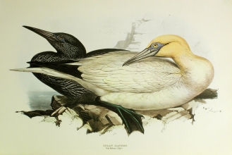 birds 18 - Solan Gannet 